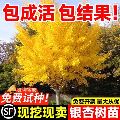 银杏树活苗金叶白果别墅庭院绿化风景拆迁大树苗行道树南北方种植