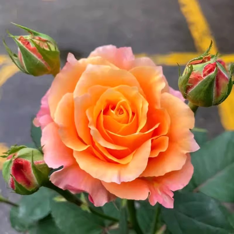 火灵鸟玫瑰盆栽花苗阳台庭院切花金色海岸金辉火焰鲜花卉植物月季
