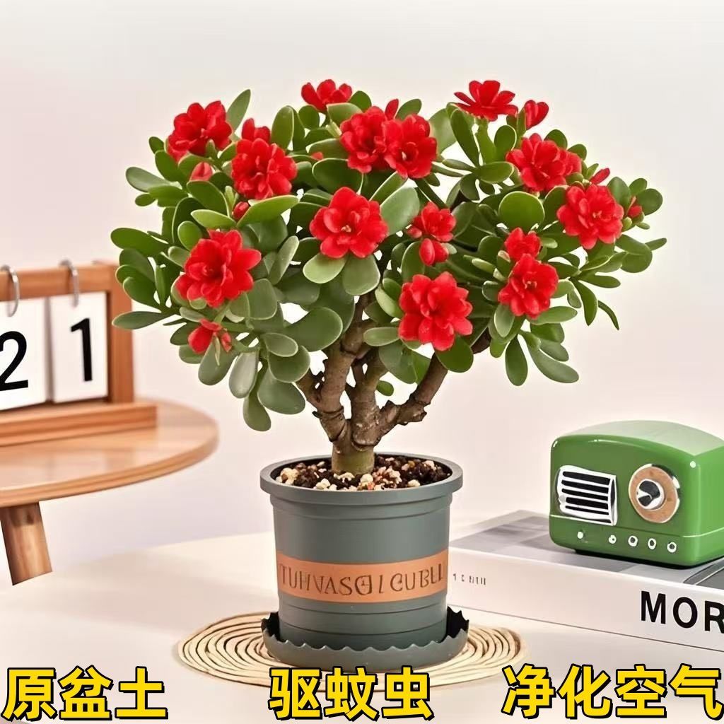 【新品热销】金钱串玉树姬红花月招财猫耐旱花卉绿植客厅阳台室盆