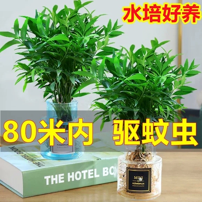 竹柏驱蚊竹水培植物室内客厅水养绿植花卉盆栽水培驱蚊竹四季好养