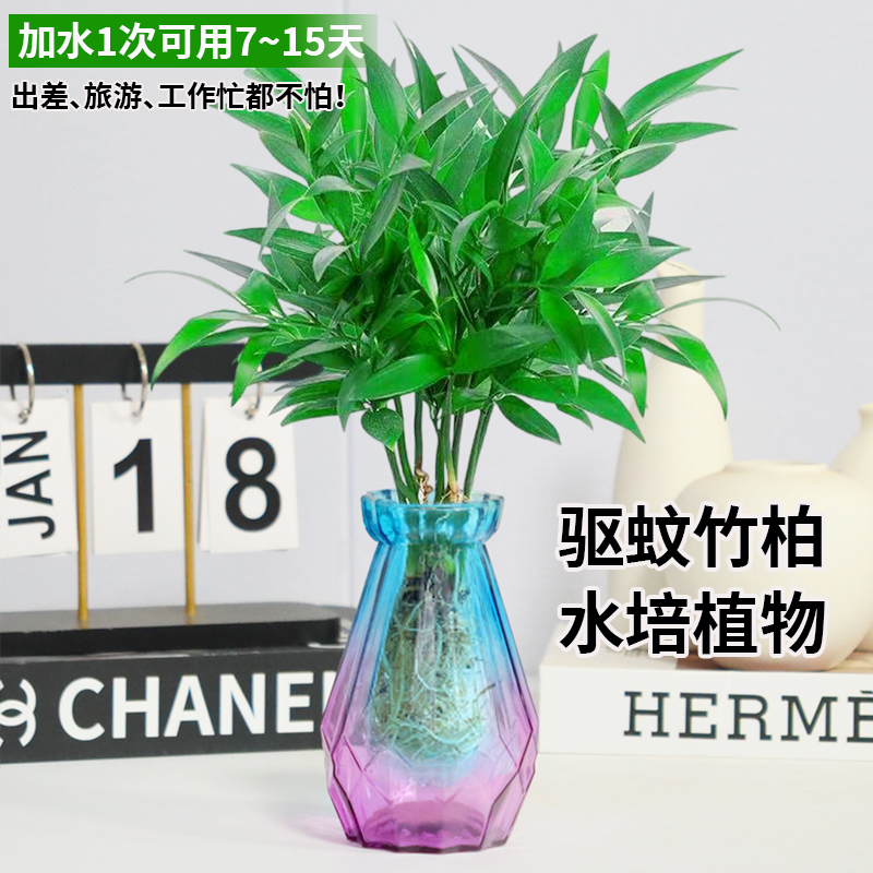 竹柏驱蚊竹水培植物室内客厅水养绿植花卉盆栽水培驱蚊竹四季好养