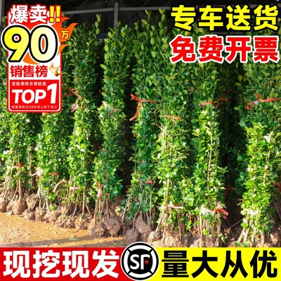 围墙篱笆植物大叶北海道黄杨苗冬青树苗四季常青耐寒庭院绿篱树苗