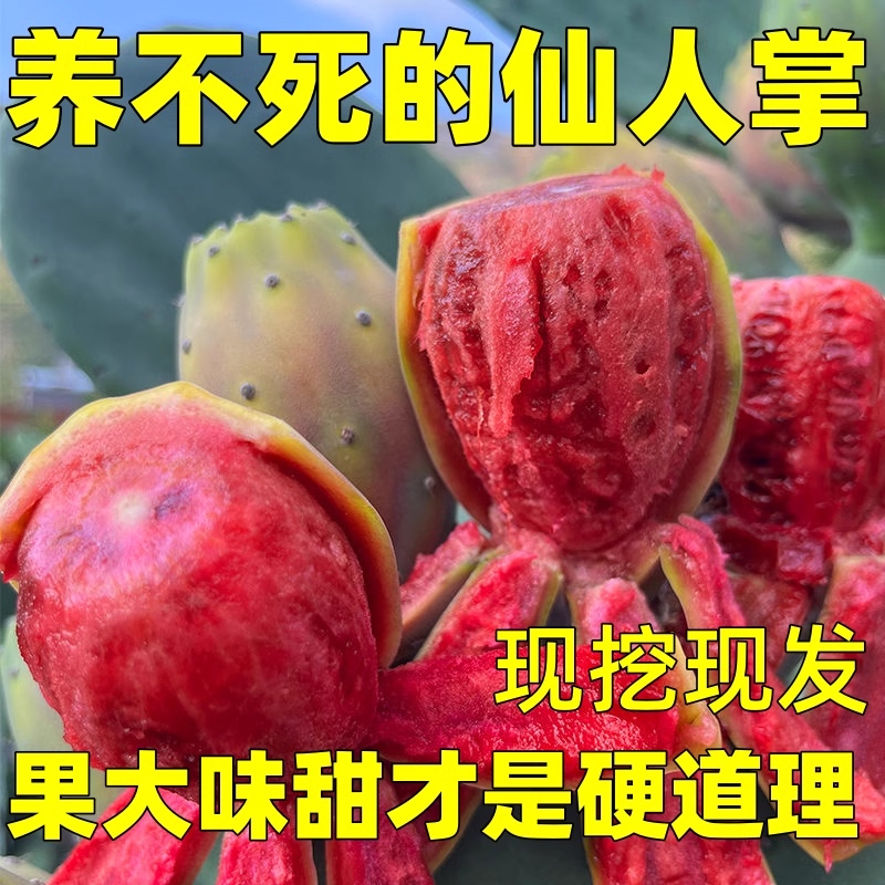 食用结果仙人掌宝塔黄大刺米邦塔仙人掌火龙果红花大仙人掌果树苗