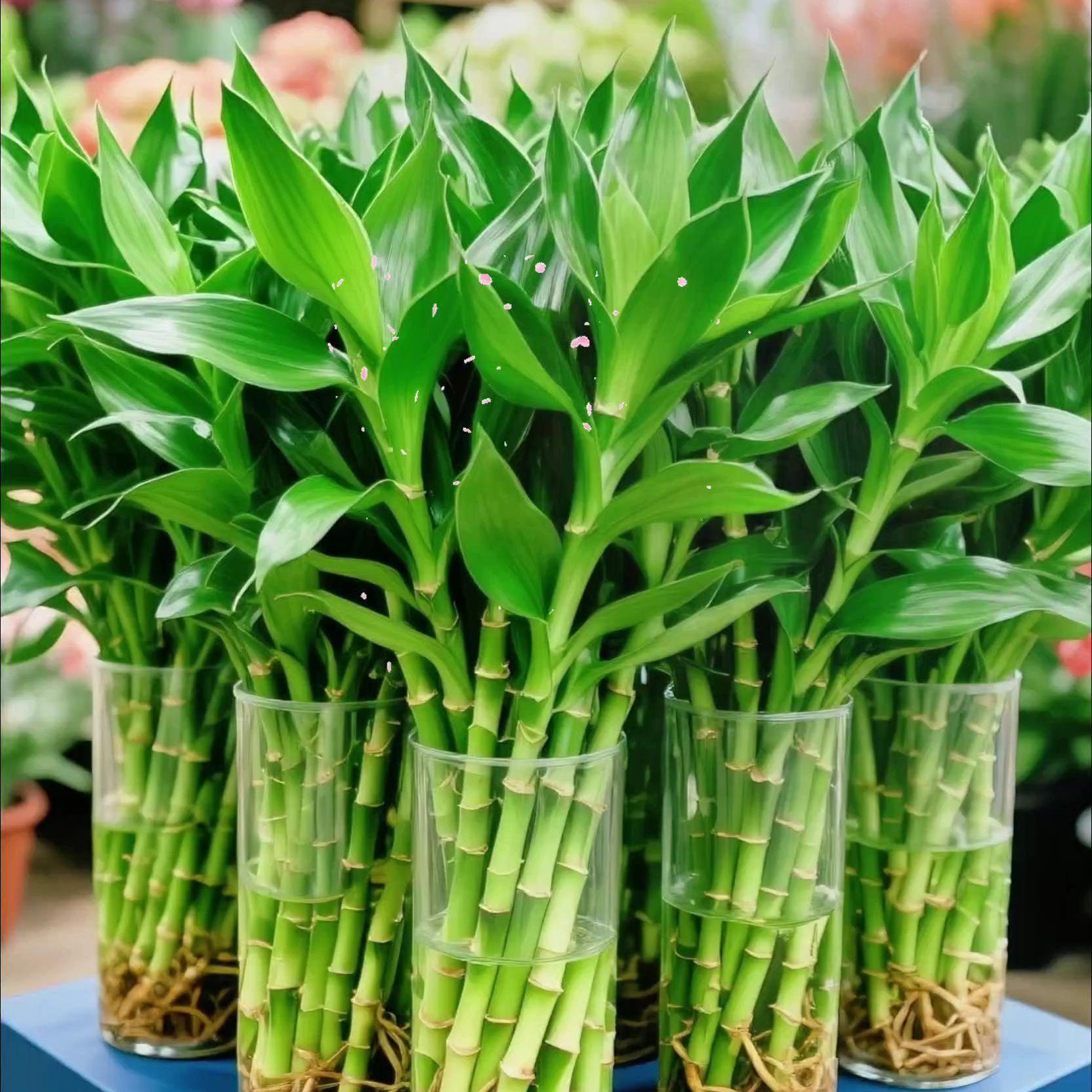 富贵竹水培植物客厅招财粗竹水养节节高绿植室内办公桌盆栽转运竹