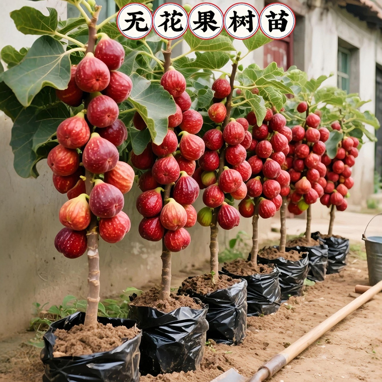 无花果树果苗特大果盆栽地栽当年结果波姬红带果发货南方北方种植