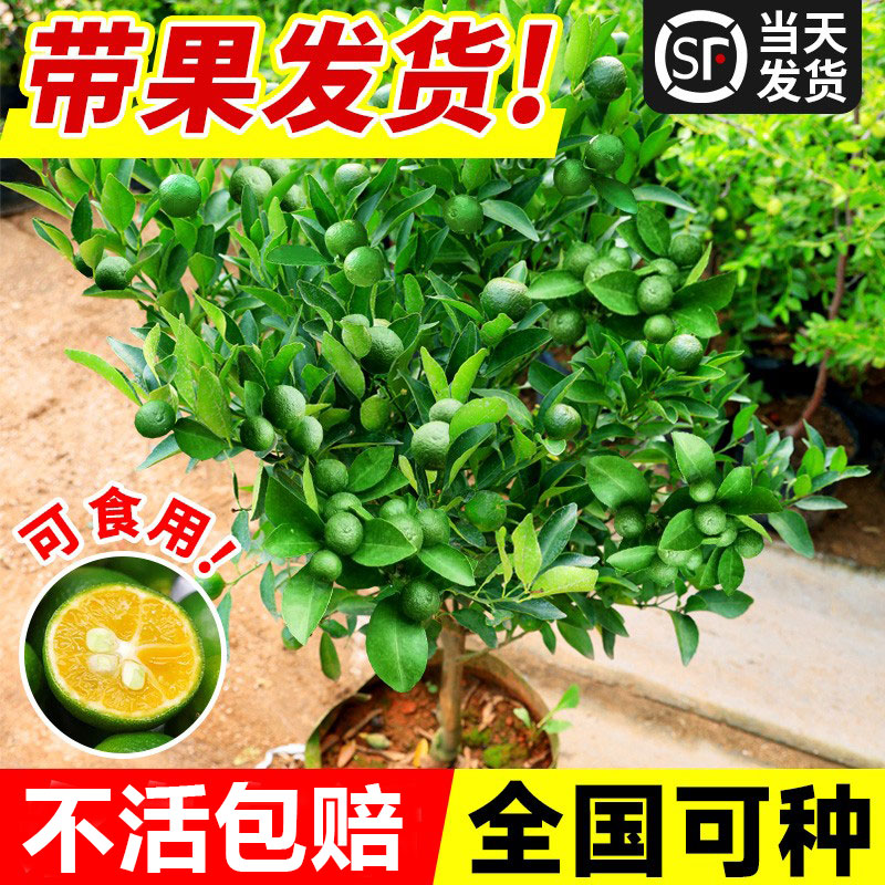 小青柠树苗海南青桔香水柠檬金桔盆栽室内外庭院阳台果树果苗四季