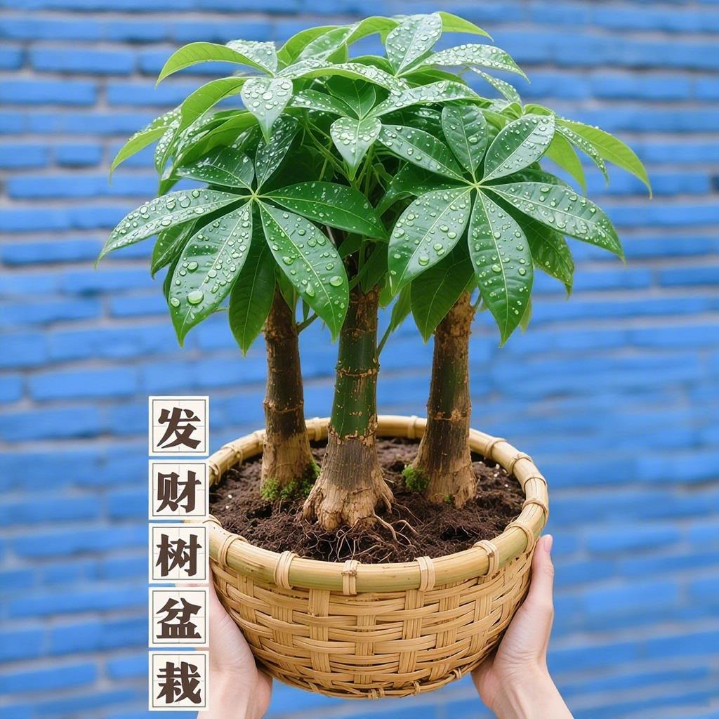 发财树小盆栽室内植物办公室客厅大棵原生三杆招财树绿植桌面盆景