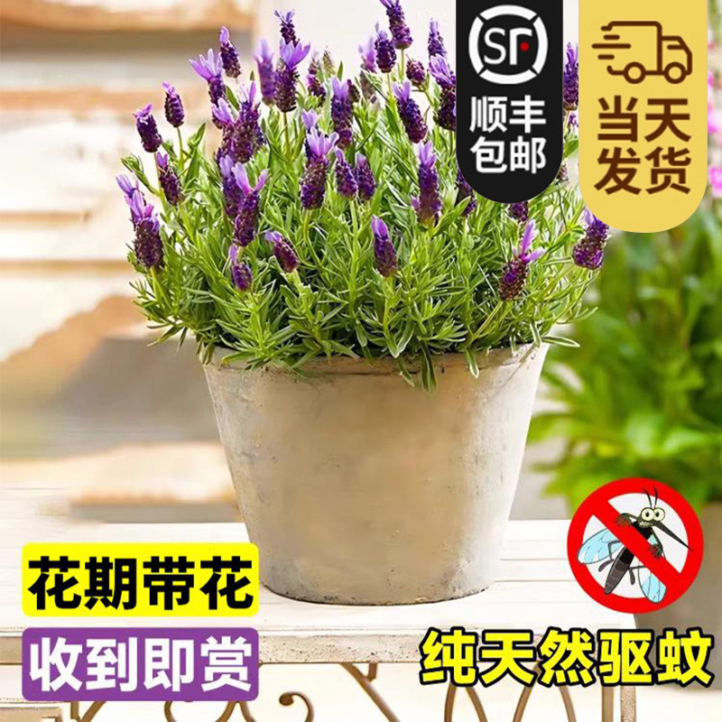 薰衣草盆栽带花驱蚊大苗花卉植物开花四季好养室内外清香耐旱绿植