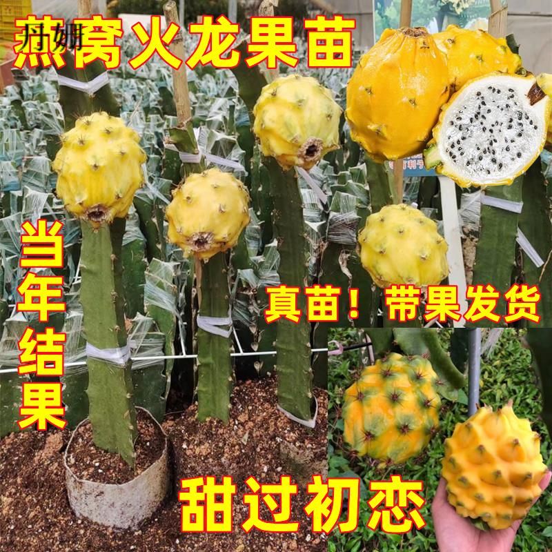 燕窝火龙果苗香甜当年结果黄皮火龙果苗四季南北方阳台庭院盆栽