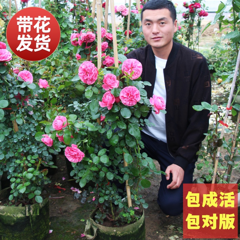 藤本月季粉色达芬奇丰花爬藤攀援月季庭院花墙栅栏篱笆攀爬月季