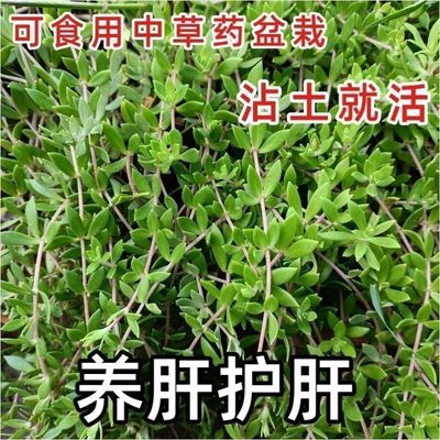 正宗垂盆草苗可食用中药材养肝护肝吊兰垂藤阳台庭院好活新鲜绿植