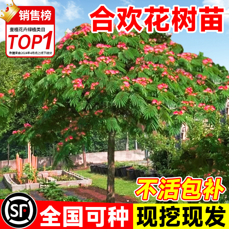 合欢树苗合欢苗绒花树苗芙蓉花树苗庭院盆栽合欢花苗绿化工程树苗