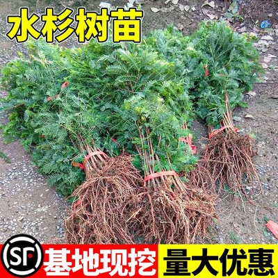 水杉树苗落羽杉池杉小苗南北方庭院护坡风景大树四季常青绿化乔木