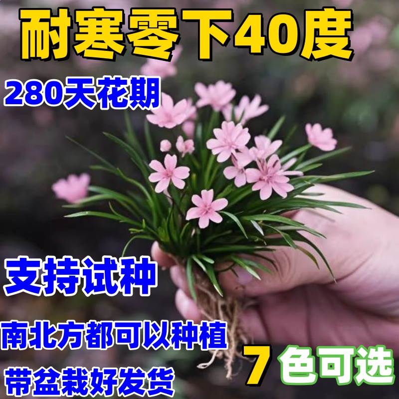 盆栽超香姬蒲草四季麦冬开花浓香型盆栽小兰花室内绿植浓香花好养