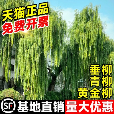 柳树树苗垂柳黄金柳青柳直柳工程绿化行道树风景大树耐寒种植乔木
