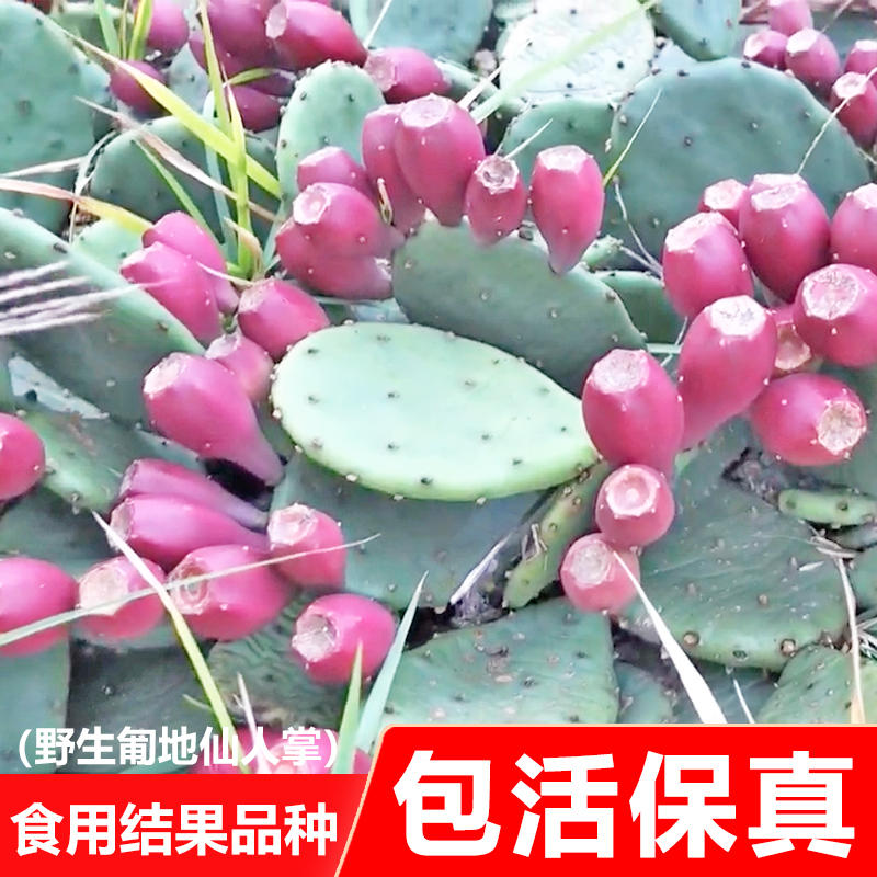 耐寒仙人掌果苗会开花结果的仙人掌食用团扇盆栽水果苗仙人果叶片