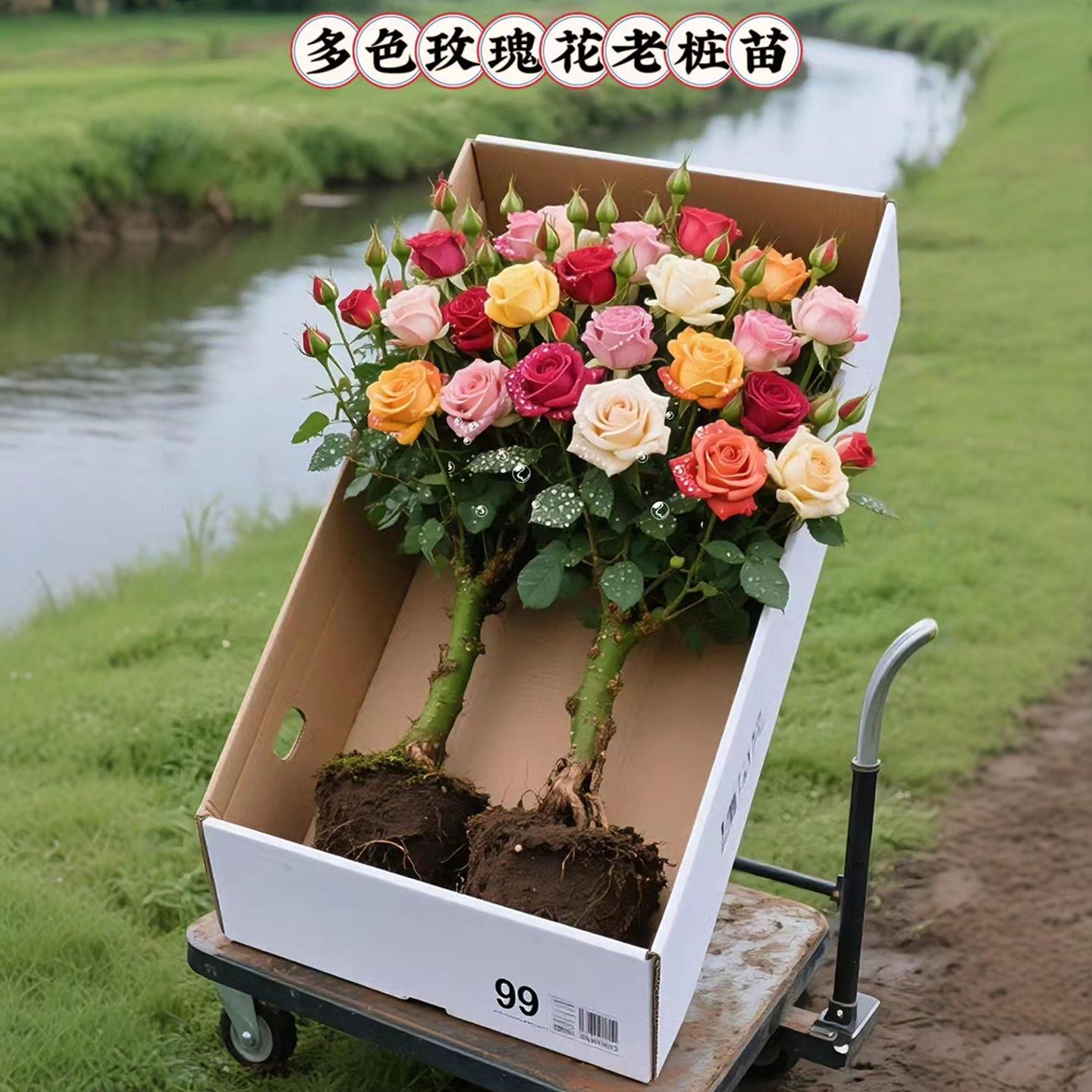 老桩玫瑰花灌木多季花园植物行道树果树苗浓香树苗老根播开室内外