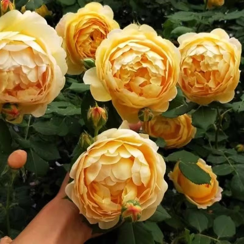 藤本黄金庆典月季花苗爬藤开花欧月浓香玫瑰多季盆栽花卉蔷薇