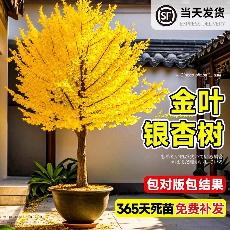 银杏树活苗带土盆栽金叶白果庭院别墅落叶风景绿化行道树小苗种植