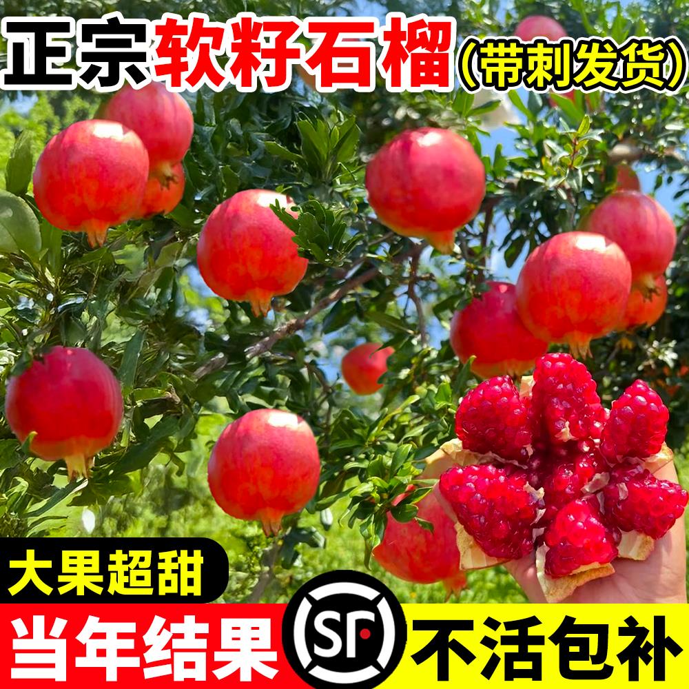石榴树树苗庭院突尼斯软籽无籽果树果苗四季老桩嫁接南方带土种植