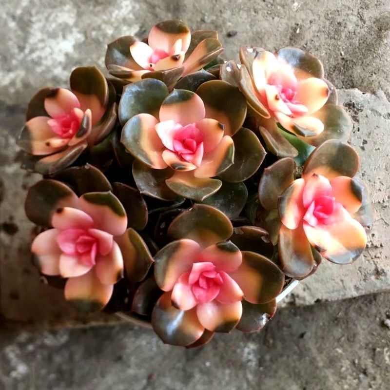 彩色粉巧克力锦多肉植物室内精品防辐射绿植盆栽稀有品种花卉景观
