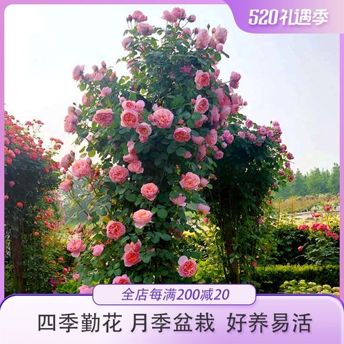 惠惠的花园爬藤月季花苗四季开花舍农索城堡的女人们勤花好养玫瑰