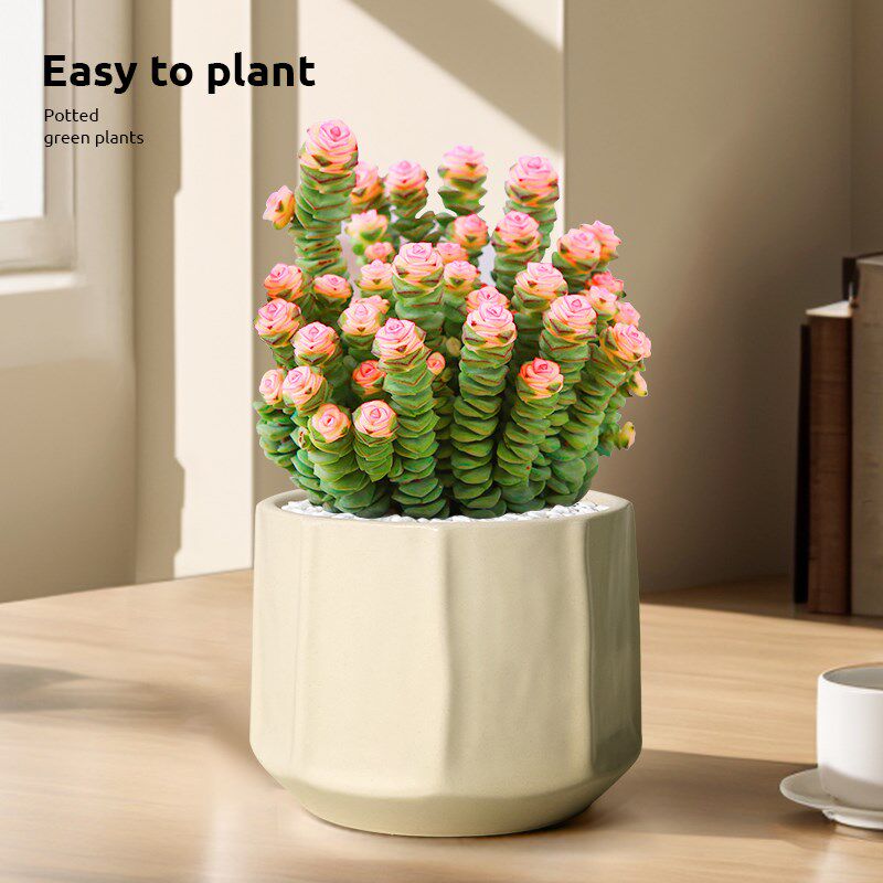 钱串子多肉植物室内盆栽花卉绿植旺宅钱多多大颗好养绿植四季肉肉