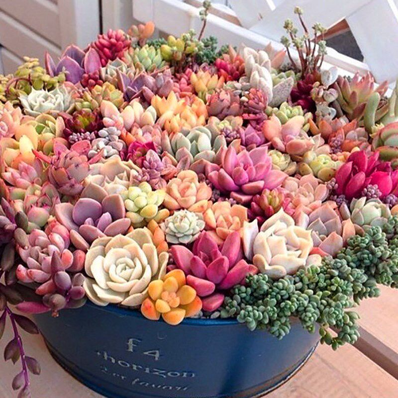 彩色含盆发多肉植物组合拼盆新手好养办公室内花卉盆栽窗台防辐射