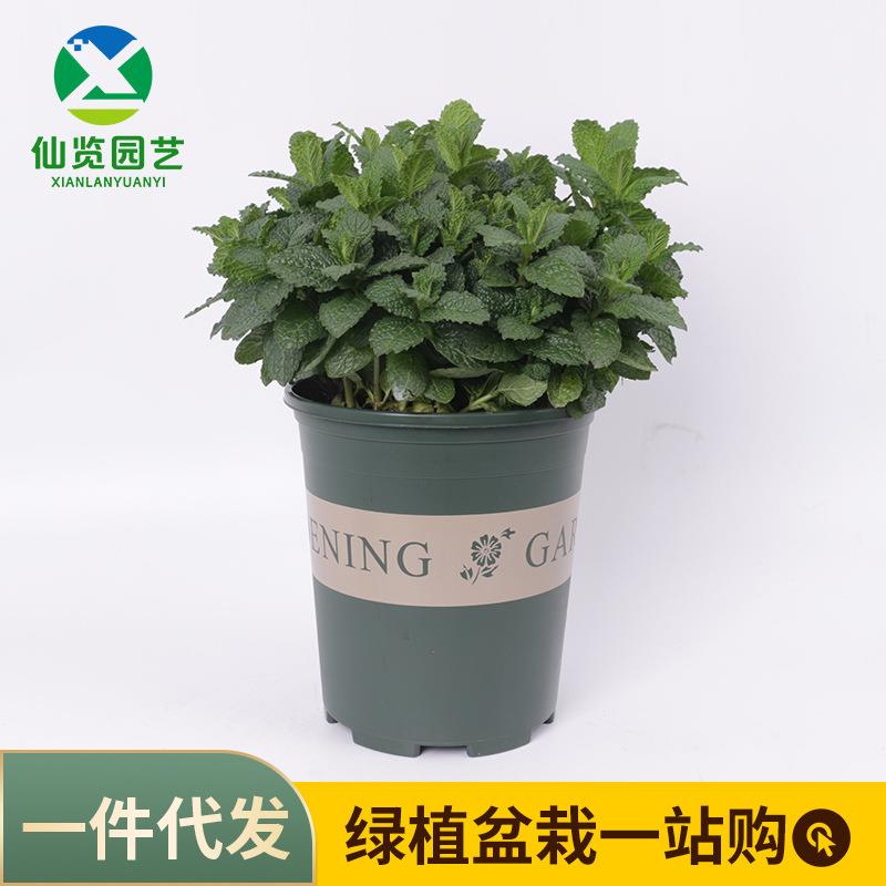 留兰香薄荷草种大叶薄荷柠檬薄荷猫薄荷品种齐全量大优惠