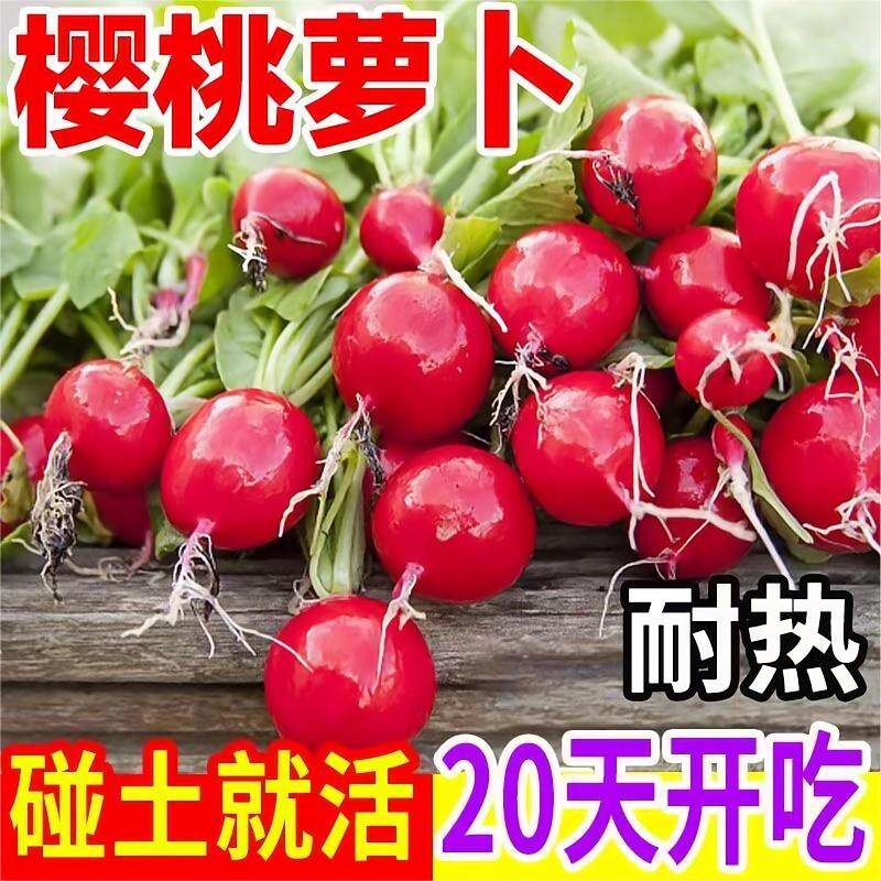 樱桃萝卜种子种籽子菜种菜籽