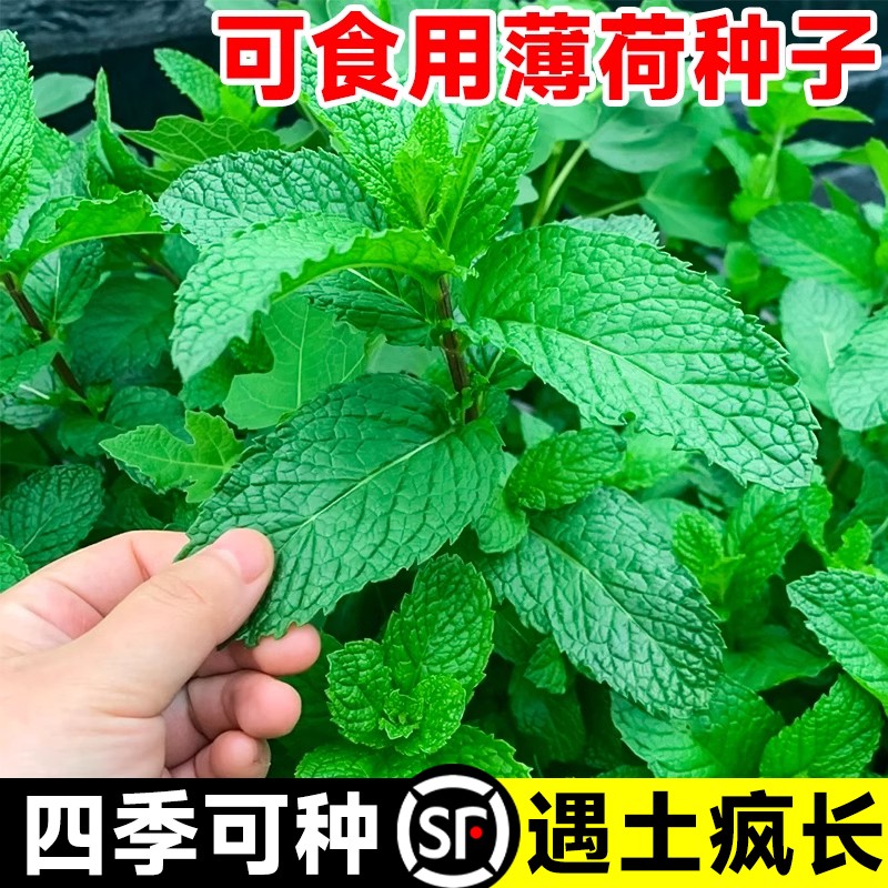 可食用薄荷种籽子盆栽猫薄荷种子阳台植物蔬菜种孑四季种植花种子