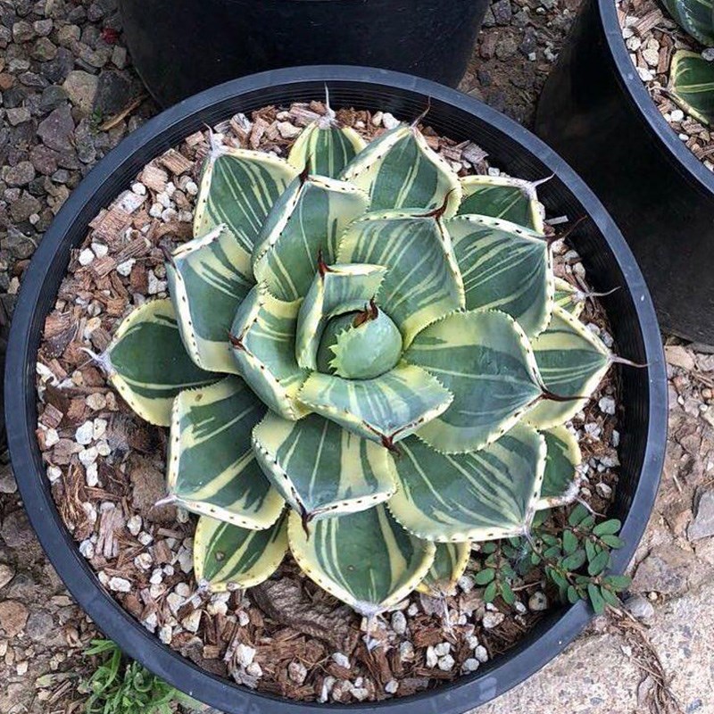 植物员外 娃娃脸一物一拍 福克斯锦龙舌兰阳台绿植多肉组合盆栽