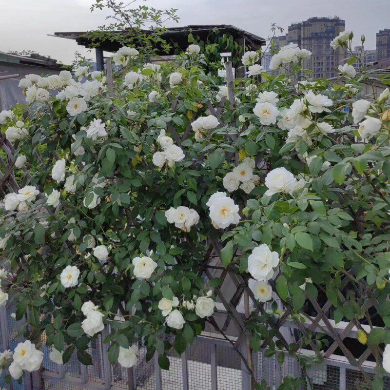 藤本多头白月季花大苗藤冰山阳台庭院四季开浓香爬藤蔷薇玫瑰月季
