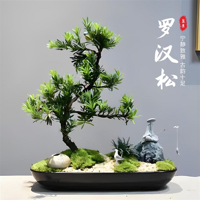 造型络黑罗汉松盆景室内植物庭院老桩办公室客厅摆件观赏大盆栽