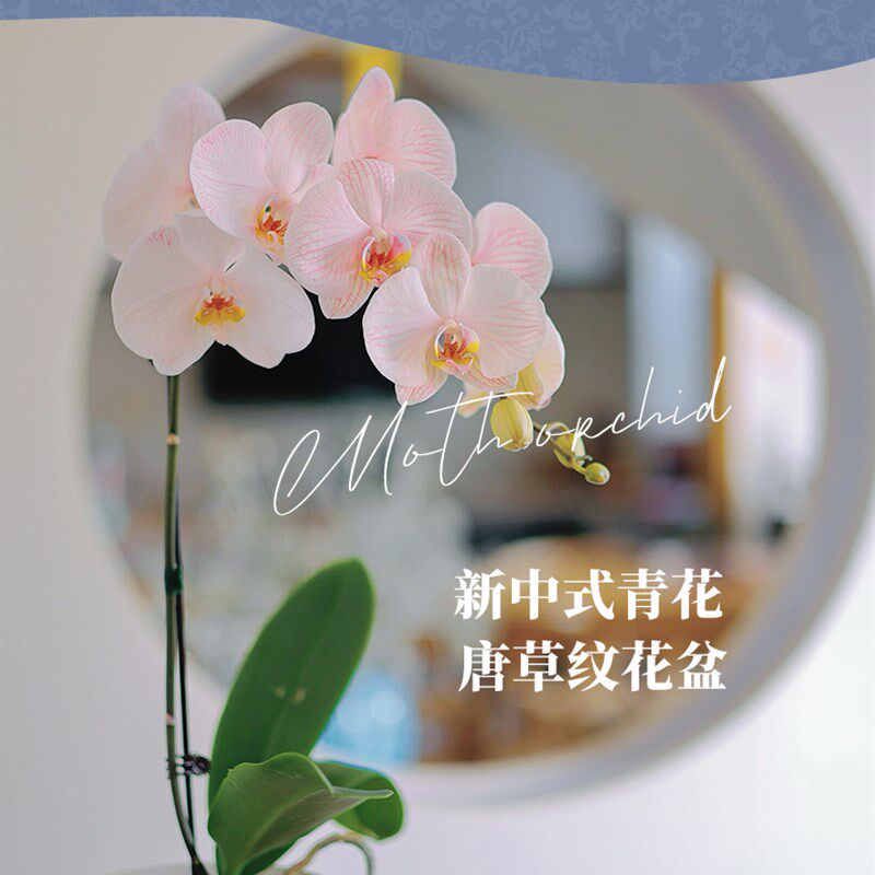 青花瓷唐草纹仿古陶瓷花纹四方陶瓷花盆家用绿萝蝴蝶兰花盆盆栽盆