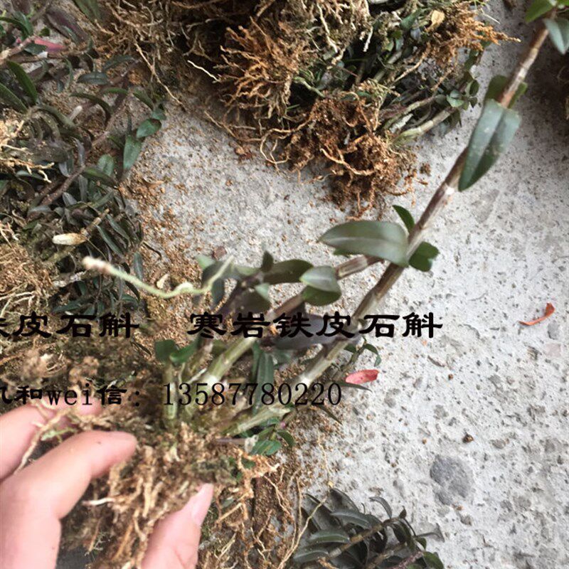 寒岩软脚红杆铁皮石斛驯化苗浙江乐清雁荡山品种一年半苗