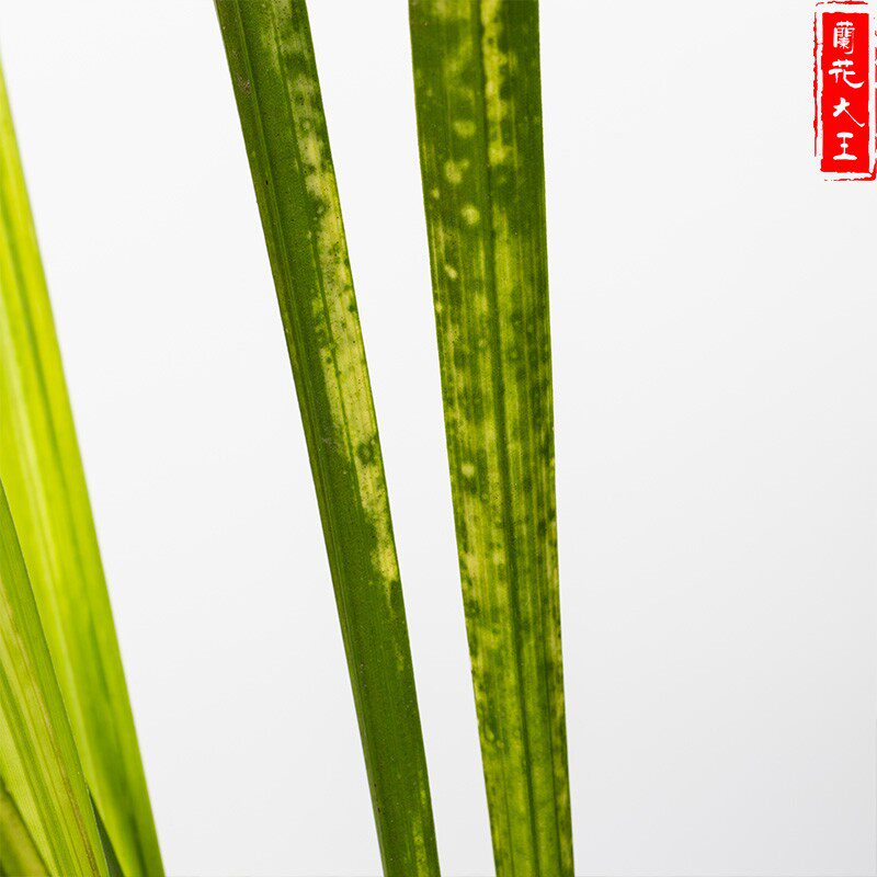 兰花大王八宝奇珍建兰细叶山水画虎斑带老种浓香易花苞四季兰花苗