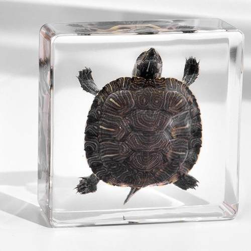 热卖真实海洋动物标本乌龟琥珀树脂工艺品独特