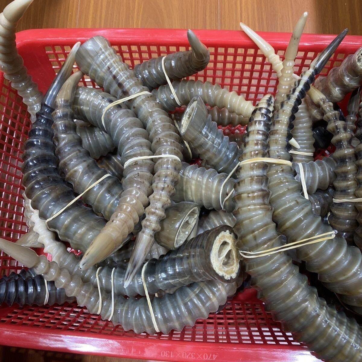 羚羊角外蒙羊角角摆件藏区羊对角高端摆件工艺品收藏文玩送礼养生图片