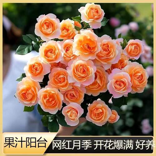 多季开花灌木果汁阳台月季花苗四季开花耐寒耐热抗病懒人花卉盆栽