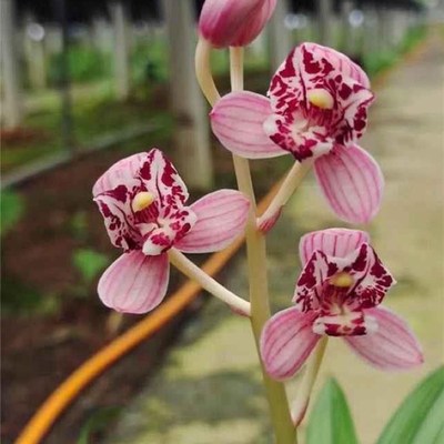凤舞九天 建兰四季兰浓香矮种三星蝶荷瓣粉色兰花苗花卉绿植盆栽