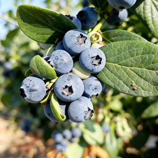 攀果乐.攀枝花新鲜花香蓝莓现摘现发当季水果甜脆多汁营养丰富