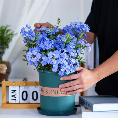 蓝雪花盆栽带花苞四季开花大苗室外庭院绿植室内阳台花卉好养植物