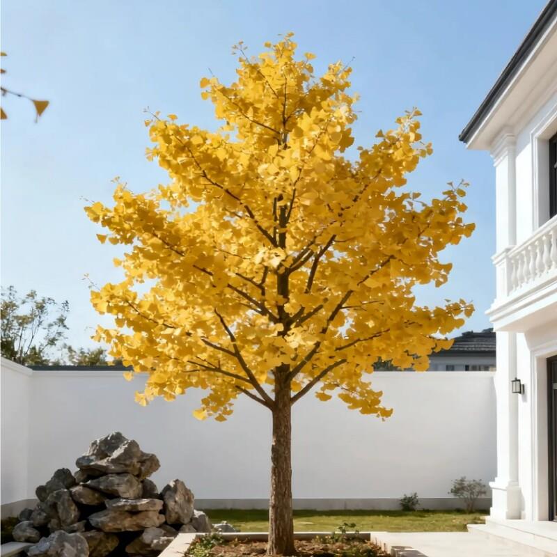 银杏树庭院绿化施工花园植物园林景观风景树金叶银杏树苗工程苗木