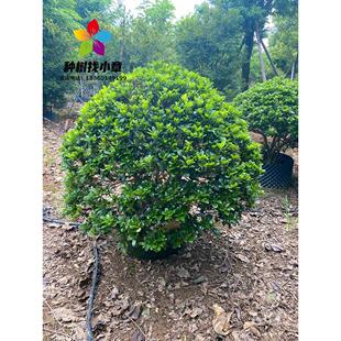 海桐球树苗庭院行道四季常青浓香风景树园林绿化篱笆植物海桐小苗