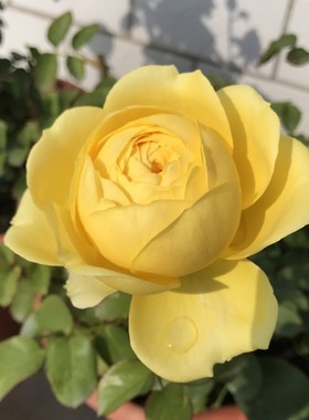 黄色浓香切花玫瑰花苗卡特琳娜阳台月季花盆栽花园花卉绿植物四季