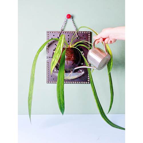 【（银）奢华镶嵌超强挂板】花烛自吸丙烯酸植板鹿角蕨类植板小工