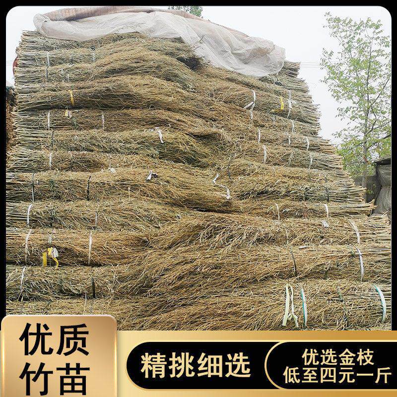 姚河优质竹苗扫把杆精挑细选天然竹丝苗厂家直销室外扫把扫帚清洁