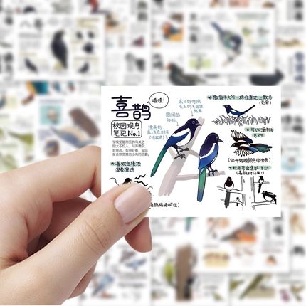 108张鸟类图鉴贴纸手绘鸟类图鉴装饰手机壳笔记本电脑防水贴画diy