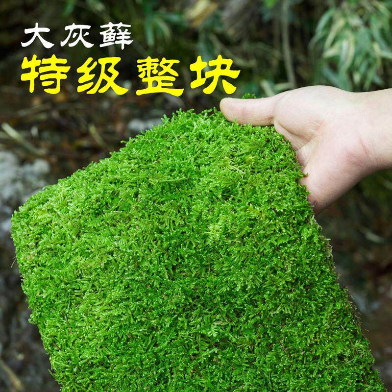 整块鲜活苔藓微景观盆景铺面庭院装饰青苔植物雨林水陆缸造景材料